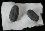 Double Phacops Araw Trilobite Plate #13545-1